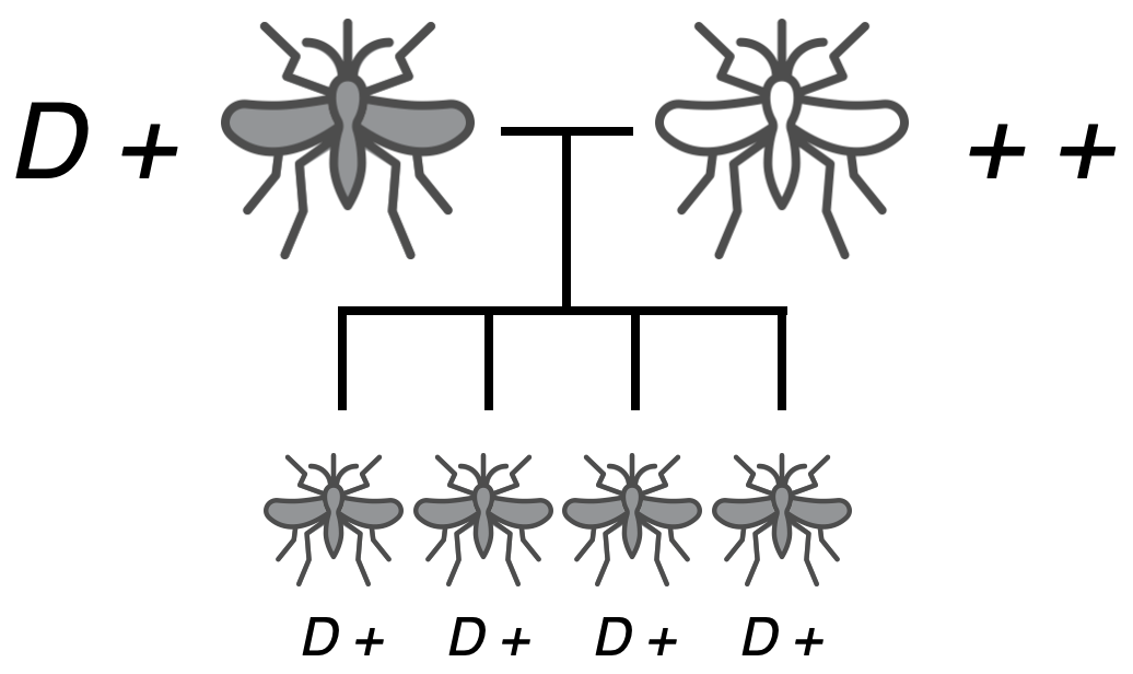 Gene drives result in unusual results for matings involving heterozygotes.