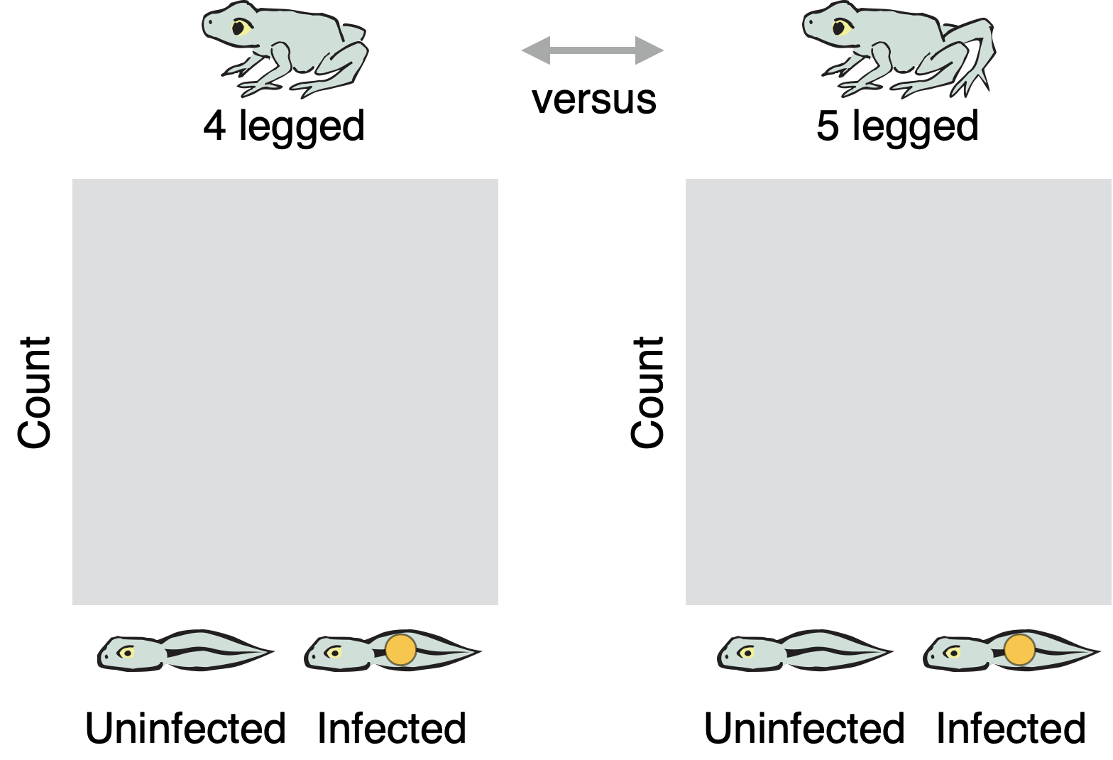 Diagram showing the setup for a pair of side-by-side graphs. The first graph is labeled 4 legged, with an illustration of a normal frog. The second graph is labeled 5 legged, with an illustration of a deformed frog. A double headed-arrow labeled versus sits between the illustrations. In both graphs, the vertical axis is Count and the horizontal axis has categories Uninfected and Infected, each illustrated with a cartoon tadpole.