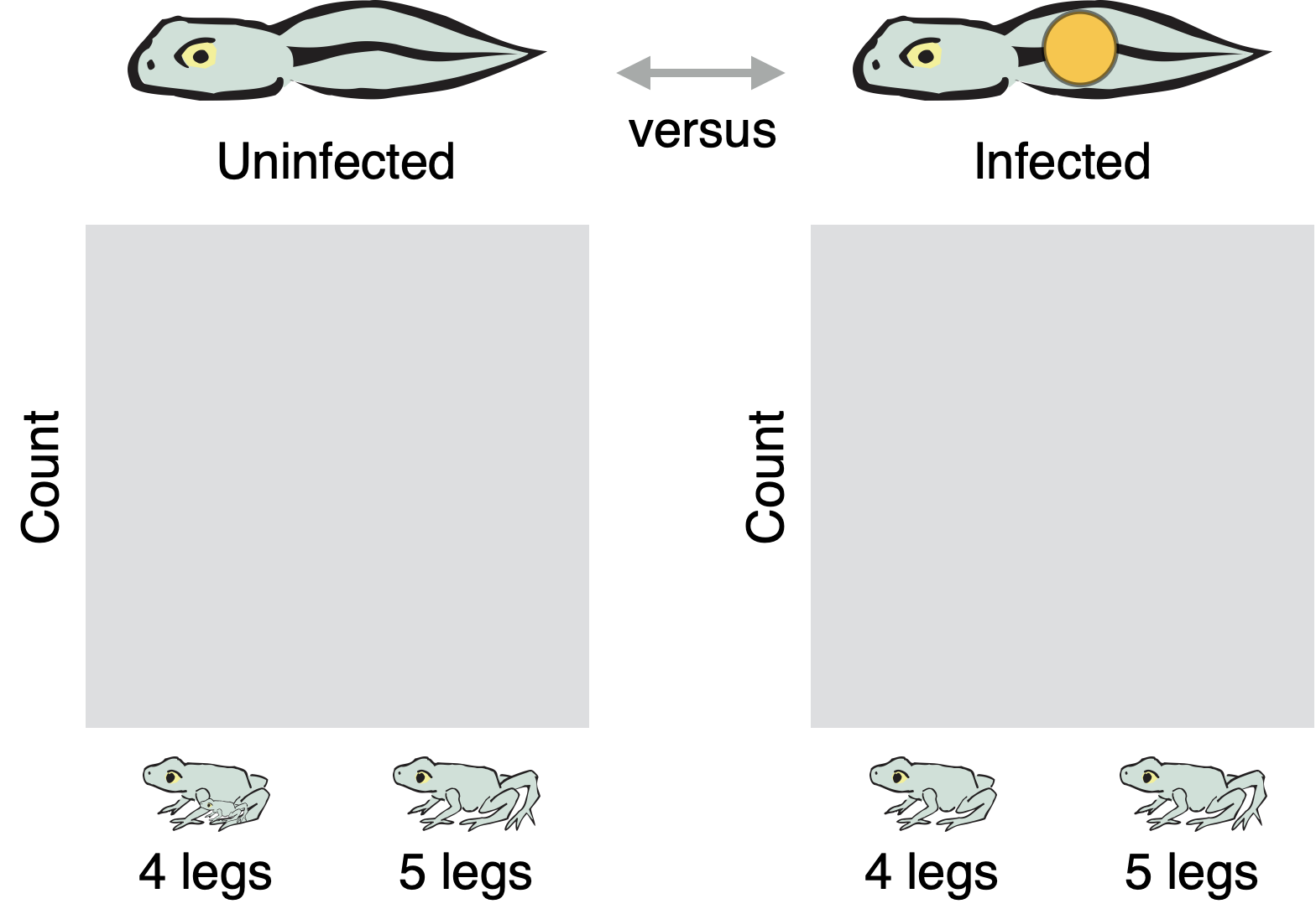 Diagram showing the setup for a pair of side-by-side graphs. The first graph is labeled Unifected, with an illustration of an uninfected tadpole. The second graph is labeled Infected, with an illustration of an infected tadpole. A double headed-arrow labeled versus sits between the illustrations. In both graphs, the vertical axis is Count and the horizontal axis has categories 4 legs and 5 legs, each illustrated with a cartoon frog.