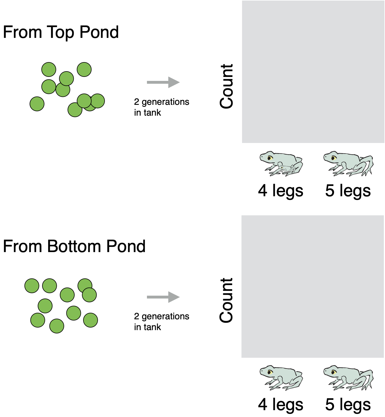 Diagram showing the setup for a pair of graphs, one above the other. The top graph is labeled From Top Pond, with an illustration showing a collection of green dots and an arrow, pointing from the dots to the graph, labeled 2 generations in tank. The bottom graph is labeled From Bottom Pond, with an illustration showing a collection of green dots and an arrow, pointing from the dots to the graph, labeled 2 generations in tank. In both graphs, the vertical axis is Count and the horizontal axis has categories 4 legs and 5 legs, each illustrated with a cartoon frog.