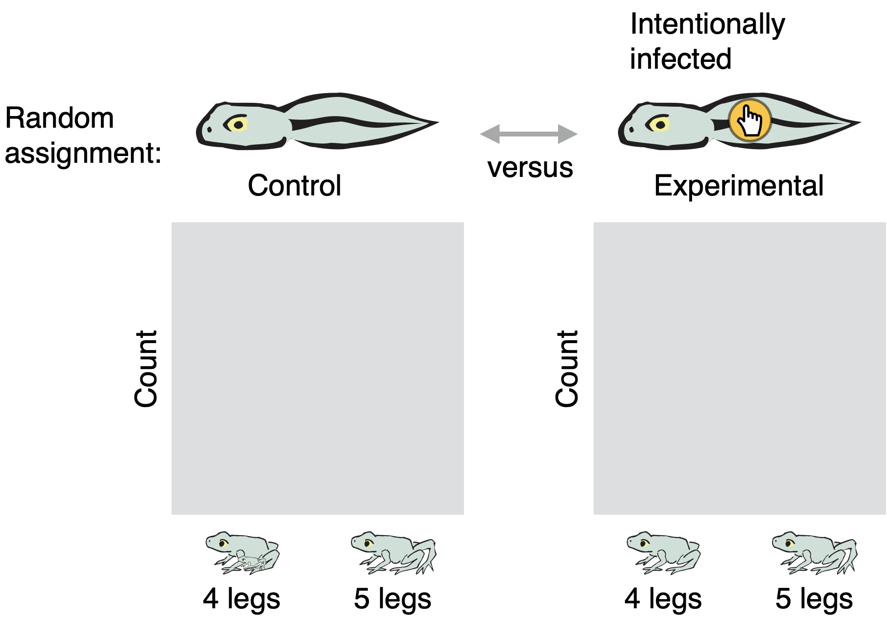 Diagram showing the setup for a pair of side-by-side graphs. The first graph is labeled Control, with an illustration of an uninfected tadpole. The second graph is labeled Experimental, with an illustration of an intentionally-infected tadpole. A double headed-arrow labeled versus sits between the illustrations. In both graphs, the vertical axis is Count and the horizontal axis has categories 4 legs and 5 legs, each illustrated with a cartoon frog.