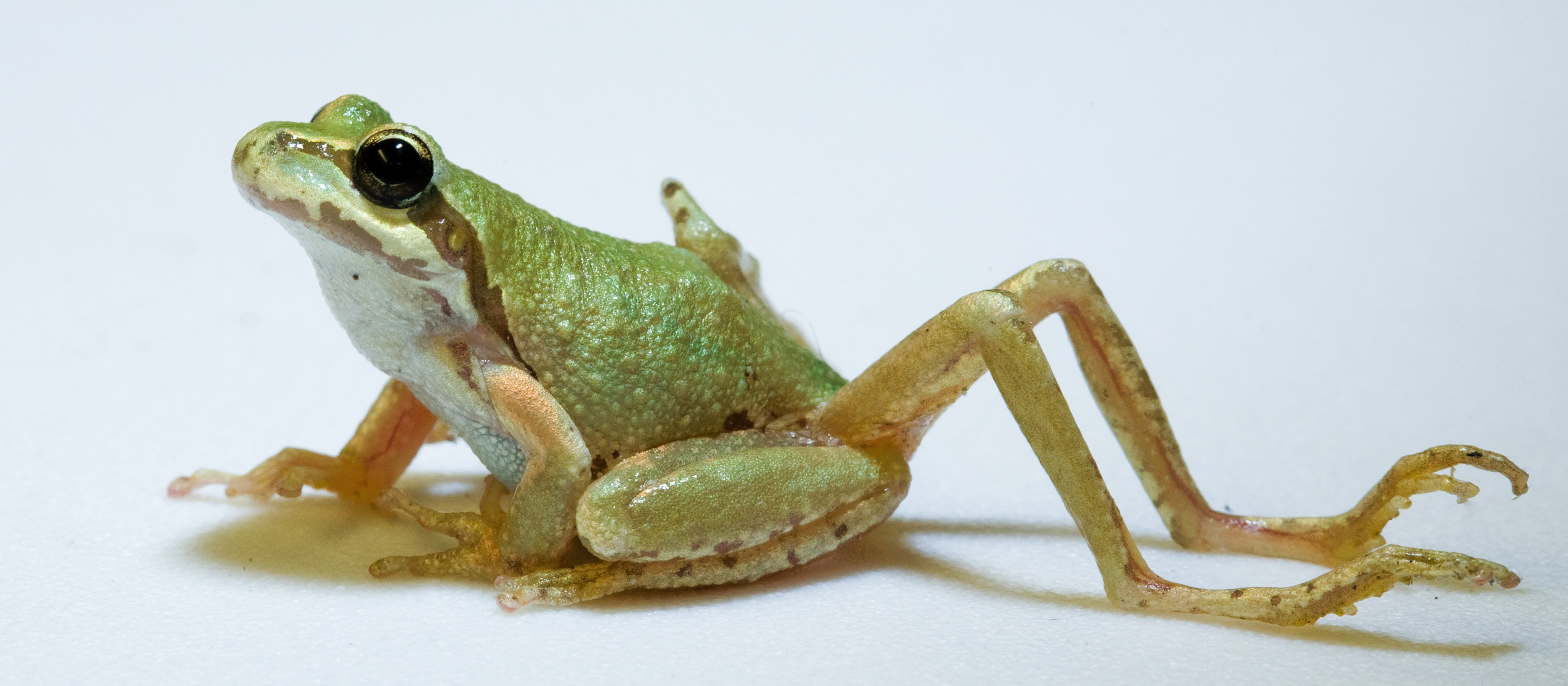 Photo of a Pacific chorus frog with an extra pair of hind legs. The extra legs appear to sprout from the frog's left hip. They are long and skinny and drag behind the frog.