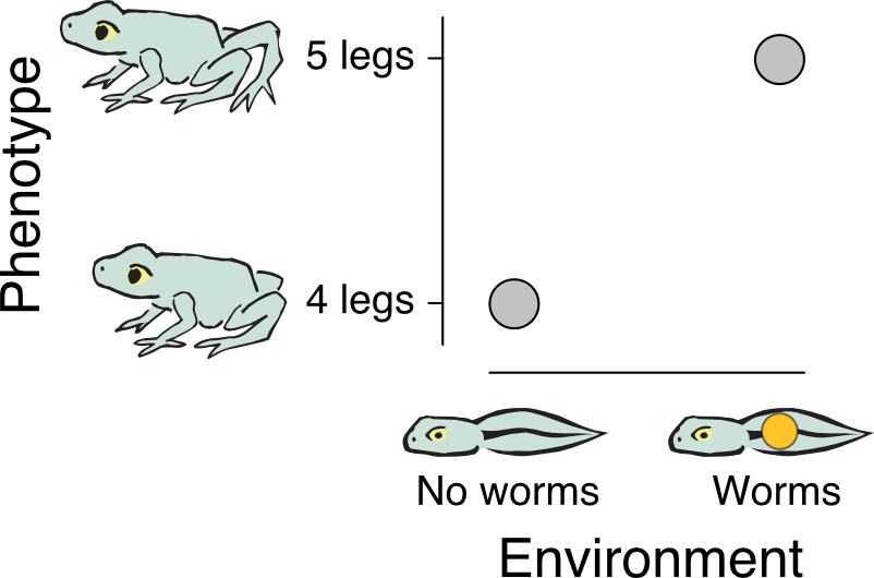 A dot graph. Vertical axis is Phenotype, with values 4 legs and 5 legs. Each value is illustrated with a cartoon frog. Horizontal axis is Environment, with values No worms and Worms. Each value is illustrated with a cartoon tadpole. The tadpole illustrating the Worms value has an orange dot on it. The field of the graph has two dots, one for each value on the Environment axis. The dot for No worms indicates a phenotype of 4 legs. The dot for Worms indicates a phenotype of 5 legs.