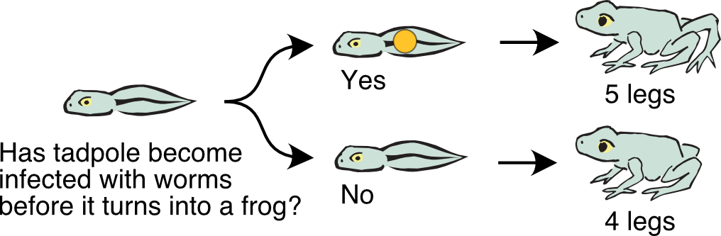 A flow chart, moving from left-to-right. At left is a cartoon tadpole, with a label underneath reading Has tadpole become infected with worms before it turns into frog? A pair of diverging arrows point up-and-right and down-and-right The up-and-right arrow leads to a cartoon tadpole with an orange dot on it, over a label reading Yes. An arrow points right to a cartoon frog with five legs, over a label reading 5 legs. The down-and-right arrow leads to a cartoon tadpole without an orange dot on it, over a label reading No. An arrow points right to a cartoon frog with four legs, over a label reading 4 legs.