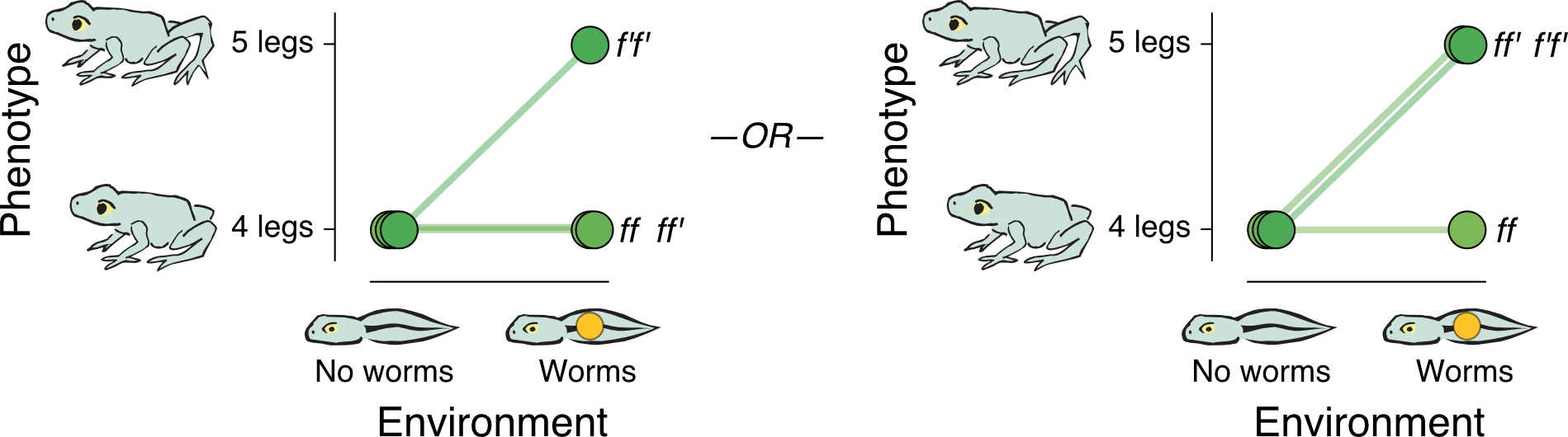 A pair of reaction norm graphs side-by-side, both with the same axes. Vertical axis is Phenotype, with values 4 legs and 5 legs. Each value is illustrated with a cartoon frog. Horizontal axis is Environment, with values No worms and Worms. Each value is illustrated with a cartoon tadpole. The tadpole illustrating the Worms value has an orange dot on it. The field of the graph has three pairs of dots, labeled f f, f f-prime, and f-prime f-prime. One dot in each pair is above the No worms value on the enviroment axis and the other is above the Worms value. The dots in each pair are connected by line segments. In the first graph, dot pairs ff and f f-prime indicate a phenotype of 4 legs in the No worms environment and a phenotype of 4 legs in the Worms environment, while the dot pair f-prime f-prime indicates a phenotype of 4 legs in the no worms environment and 5 legs in the worms environment. In the second graph, dot pair ff indicates a phenotype of 4 legs in the No worms environment and a phenotype of 4 legs in the Worms environment, while the dot pairs f f-prime and f-prime f-prime indicate a phenotype of 4 legs in the no worms environment and 5 legs in the worms environment.