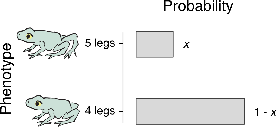 A horizontal bar chart. Vertical axis is Phenotype, with values 4 legs and 5 legs. Each value is illustrated with a cartoon frog. Horizontal axis is Probability. A short grey bar for the 5-legs phenotype is labeled x. A long gray bar for the 4-legs phenotype is labeled 1-x.