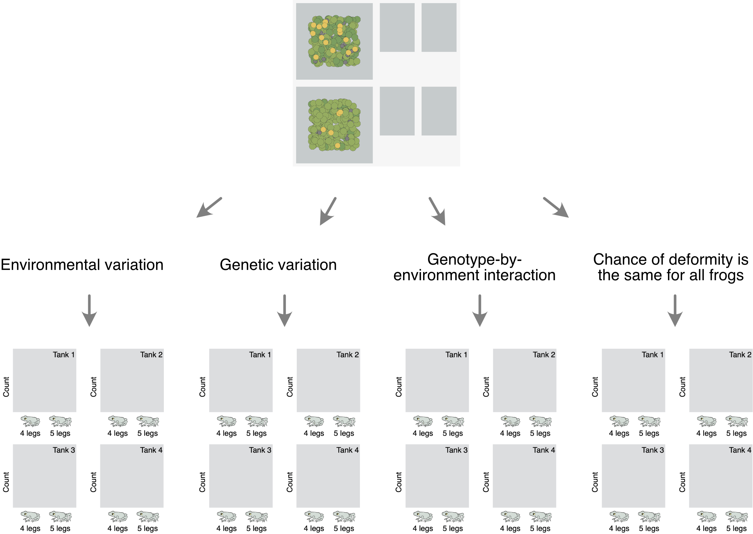 Flow chart. At the top is a screenshot from the FrogPond application, showing Top and Bottom Ponds as well as Tanks 1-4. Below the screenshot are four arrows, pointing to labels that read, from left to right, Environmental Variation, Genetic Variation, Genotype-by-Environment Interaction, and Chance of deformity is the same for all frogs. Below each of the four labels an arrow points to a set of four graphs in a two-by-two arrangement. The graphs in the top row are labeled Tank 1 and Tank 2. The graphs in the bottom row are labeled Tank 3 and Tank 4. The vertical axis for each graph is Count. The horizontal axis has two categories: 4 legs and 5 legs, each illustrated with a cartoon frog.