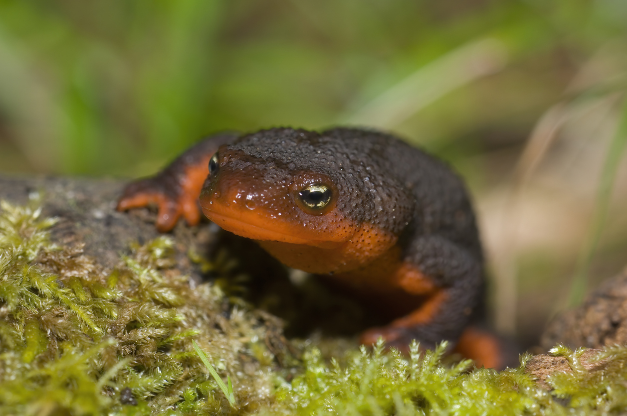 Photo of a rough-skinned newt.