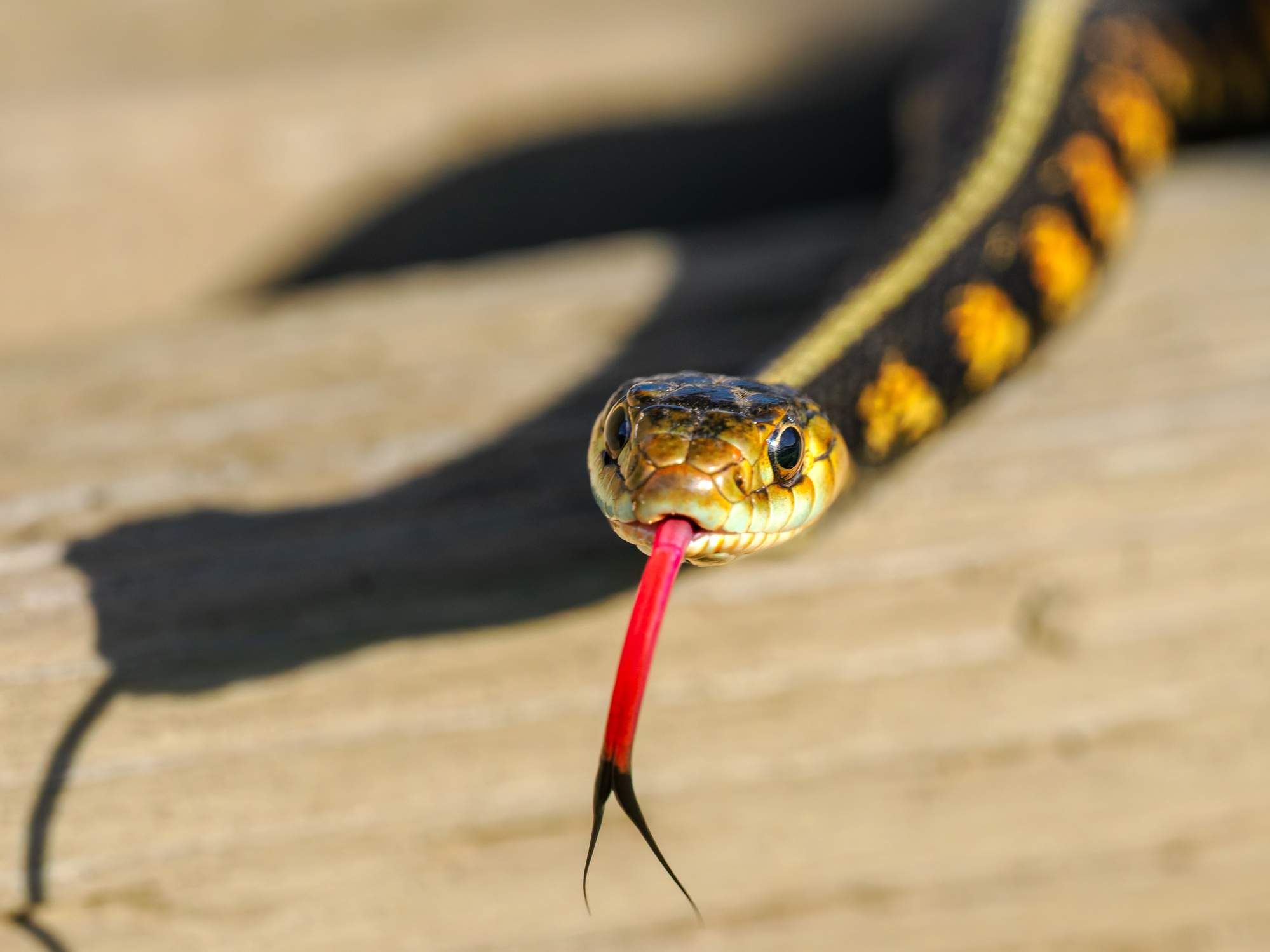 Photo of the head of a common garter snake flicking out its tongue.