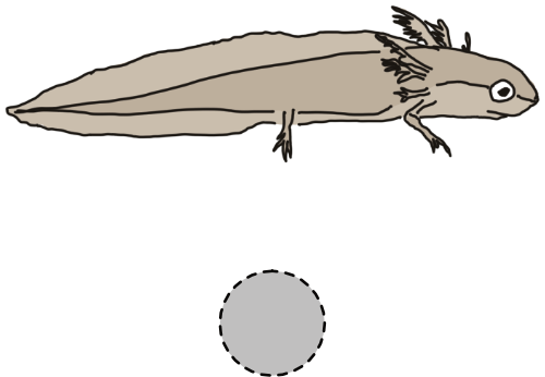 Cartoon illustration of a rough-skinned newt larva above a small gray dot.