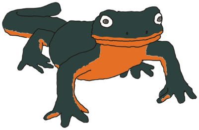 Decorative cartoon illustration of a rough-skinned newt.