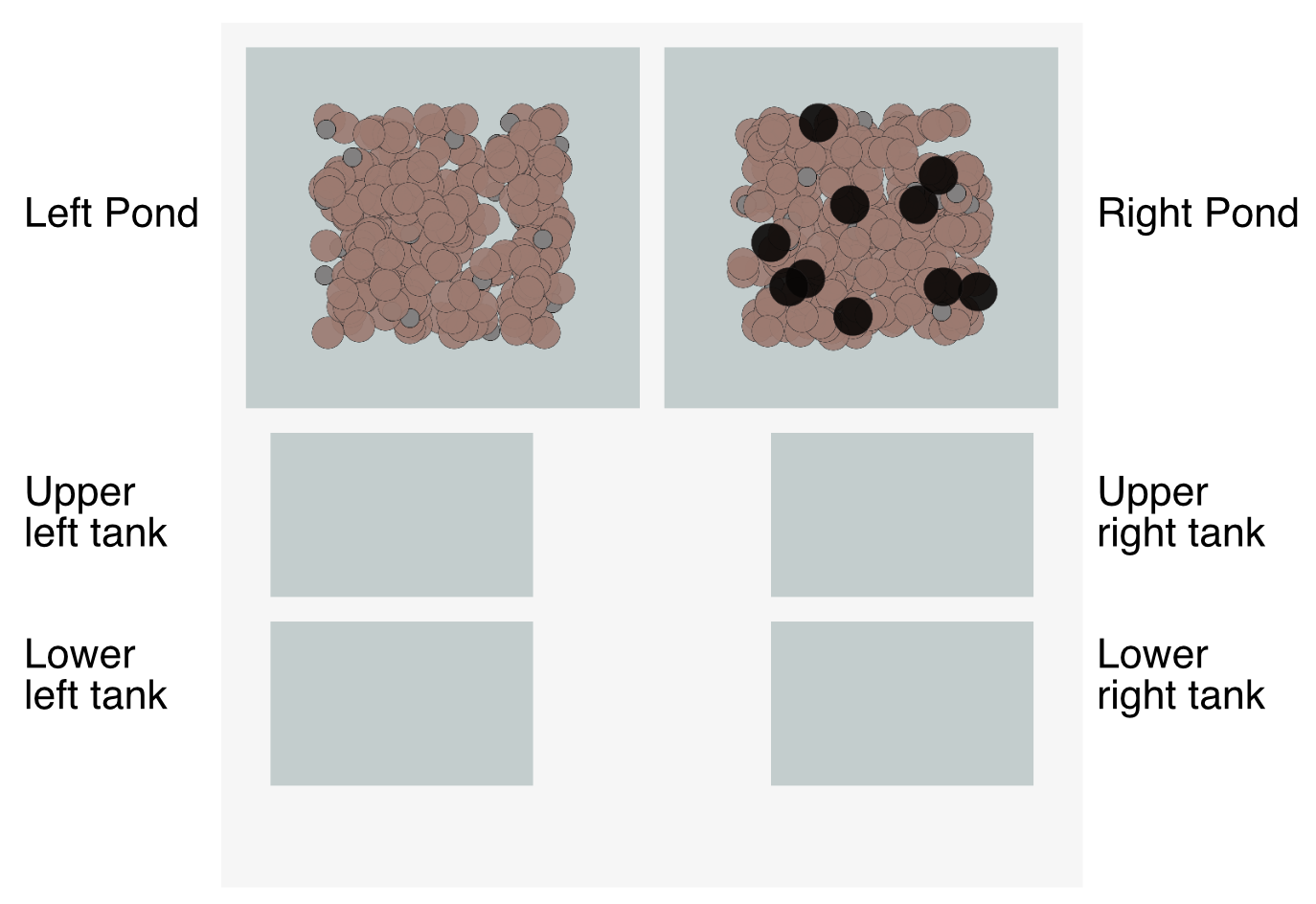 Screenshot from The Lab page of this website. Two large gray rectangles are labeled Left Pond and Right Pond. Each is filled with a collection of dots. Underneath, four smaller rectangles are labeled Upper Left Tank, Upper Right Tank, Lower Left Tank, and Lower Right Tank.