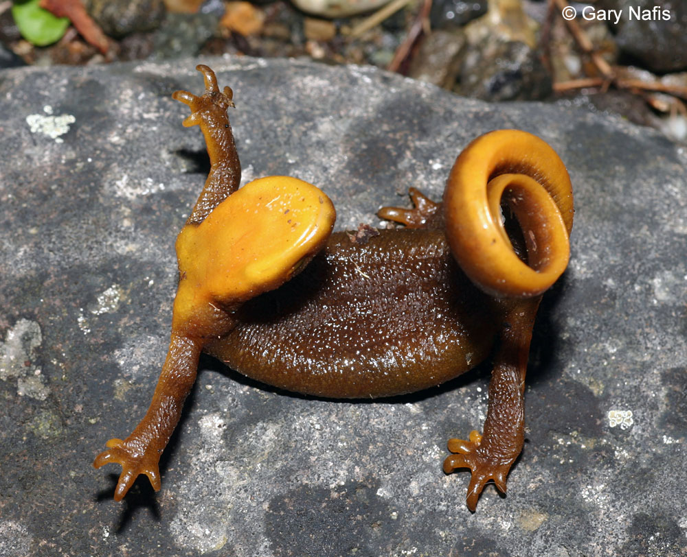 Photo of a rough-skinned newt in its devensive posture. It has flattened its body and raised both its head and its tail so that its orange underside is visible.