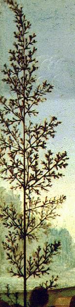 di Credi's Portrait of a Lady