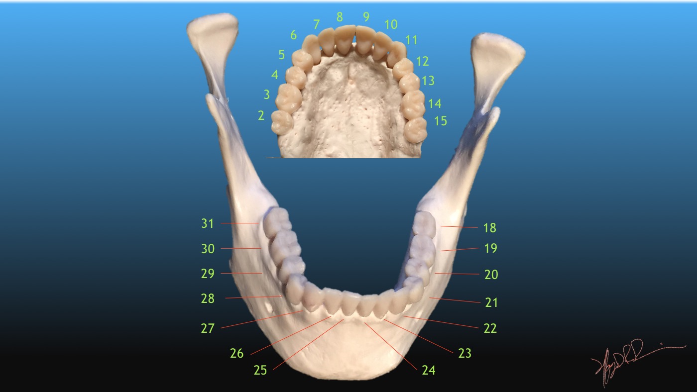 Universal Teeth Numbering UW Emergency Radiology