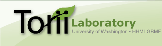 Torii Lab - HHMI University of Washington