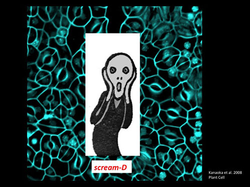 scream-D