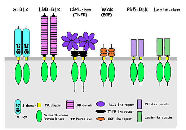 Receptor-like kinases in plants Figure.1