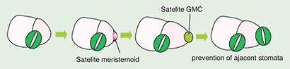 Stomata Figure.3