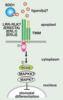 Stomata Figure.4