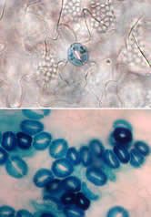 stomata Figure.5