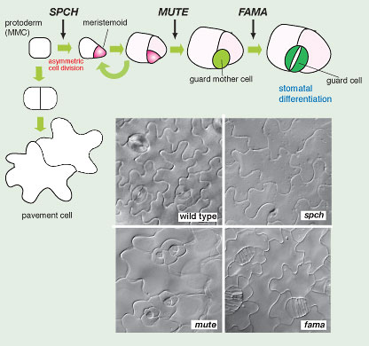 Stomata Figure.6