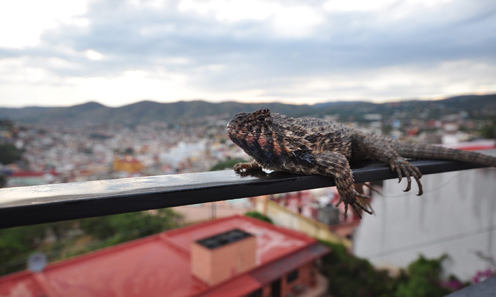 Leache Lab Evolutionary biology of reptiles & amphibians at the