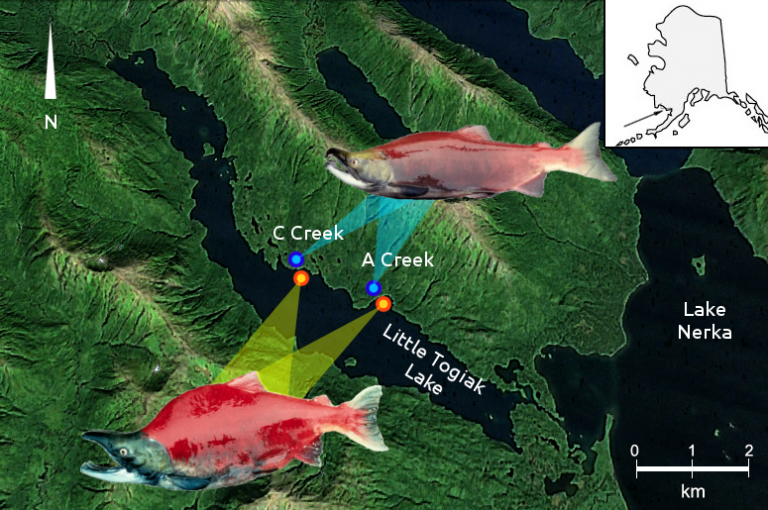 Sockeye Salmon Marine Population Genomics Lab sockeye-salmon-marine-population-genomics-lab