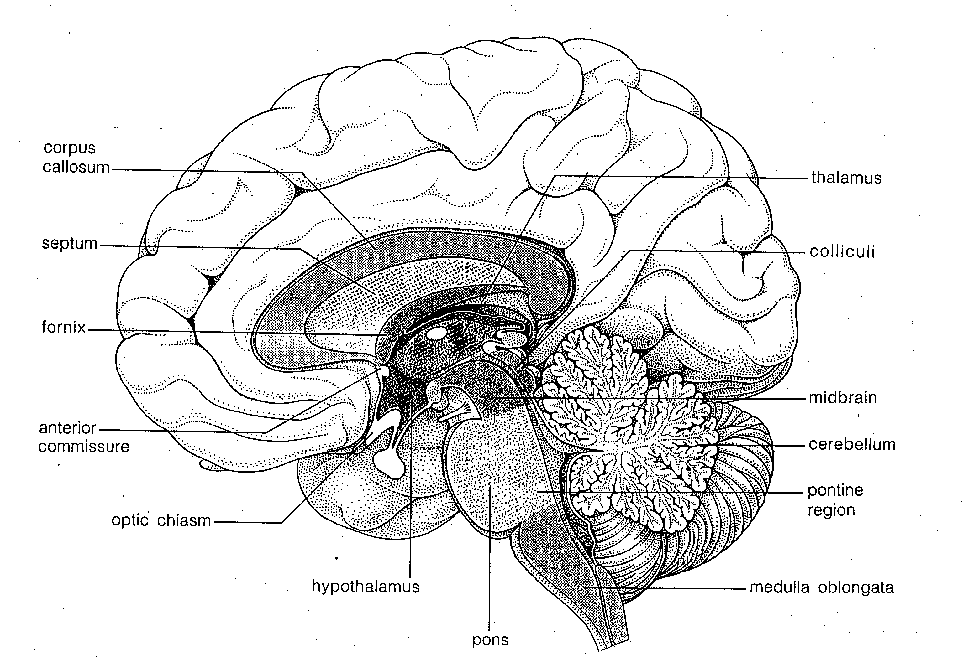 Самый древний отдел мозга. Brain structure. Схема головного мозга. Human Brain structure. Отделы мозга схема.