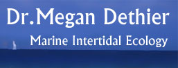Dr. Megan Dethier - Marine Intertidal Ecology