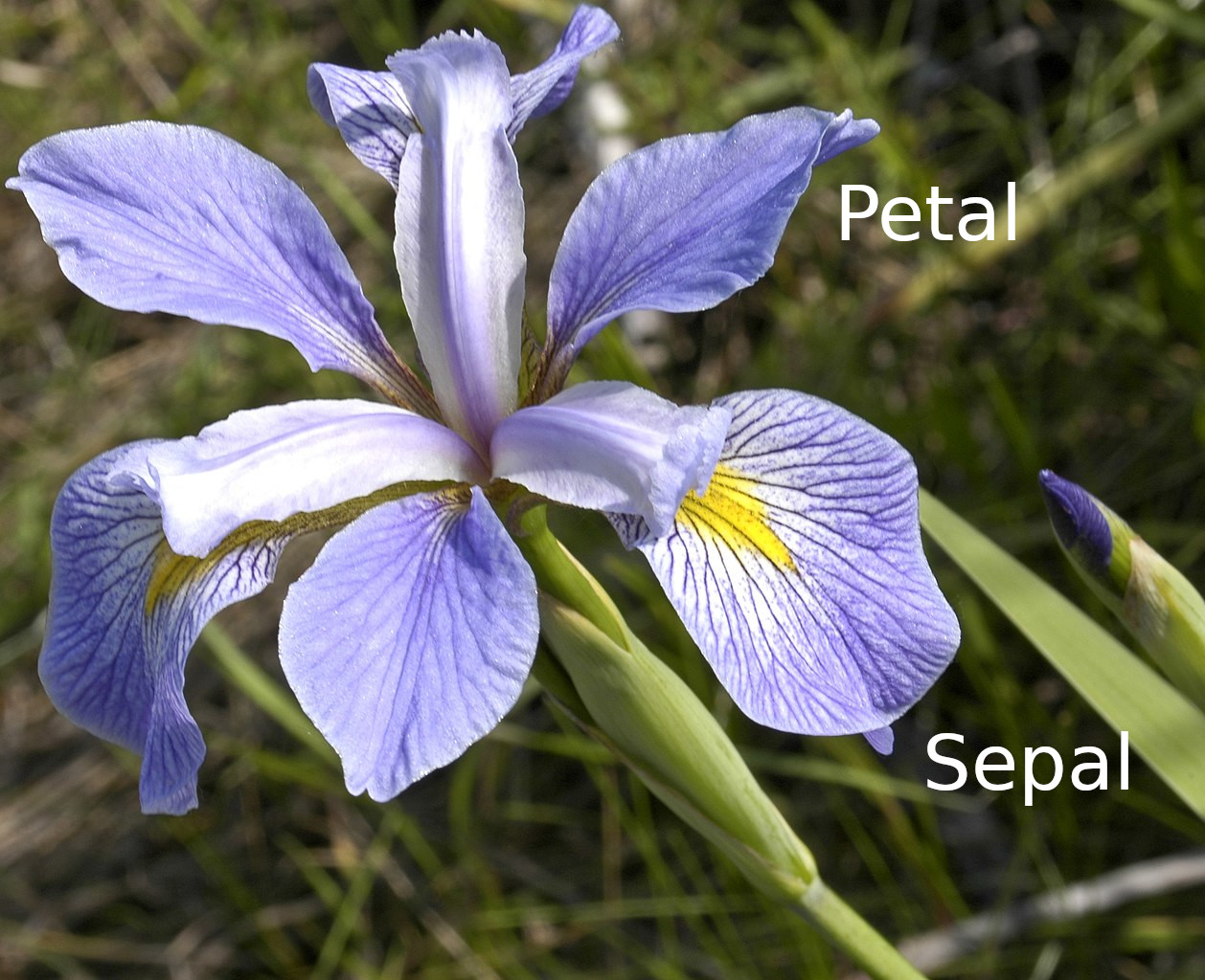 Sepal and petal definitons