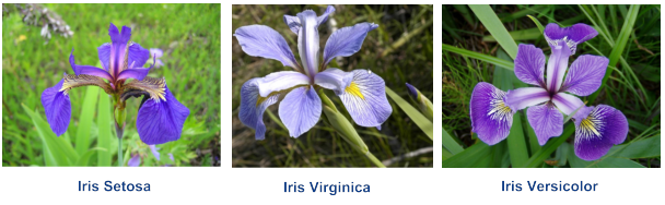 iris species