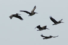 5 pelicans