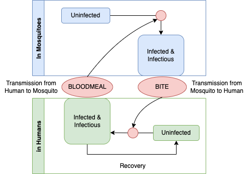 Infection Dynamics – The parasite life-cycle involves a dynamic process in two host populations, and it requires blood meals. Uninfected mosquitoes get infected when they take up parasites after blood feeding on an infected human. Uninfected humans become infected by the mosquitoes transmitted in saliva when a mosquito bites, prior to blood feeding.