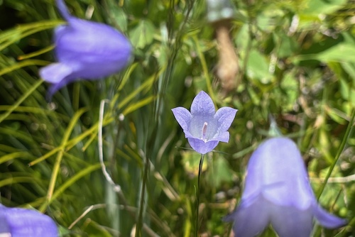 photo of flower
