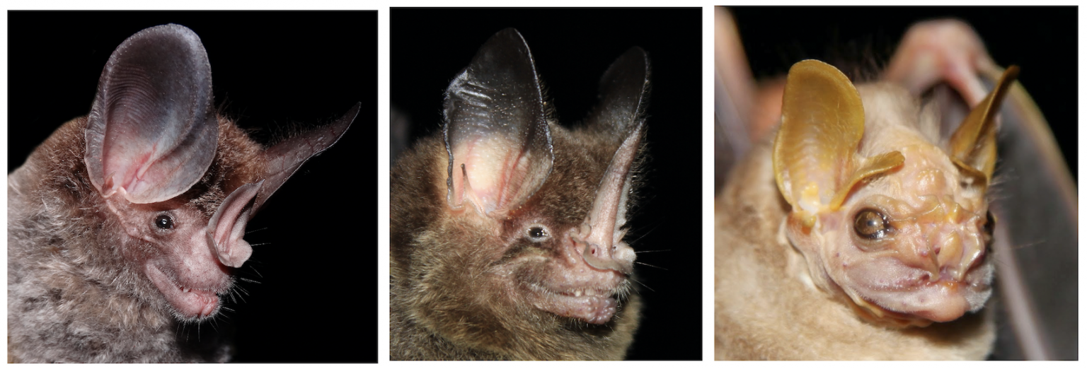 of sensory structures SANTANA LAB