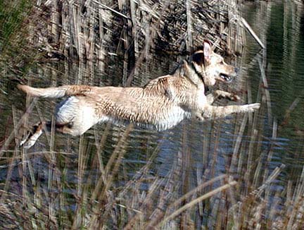 Chloe leaping at lake.