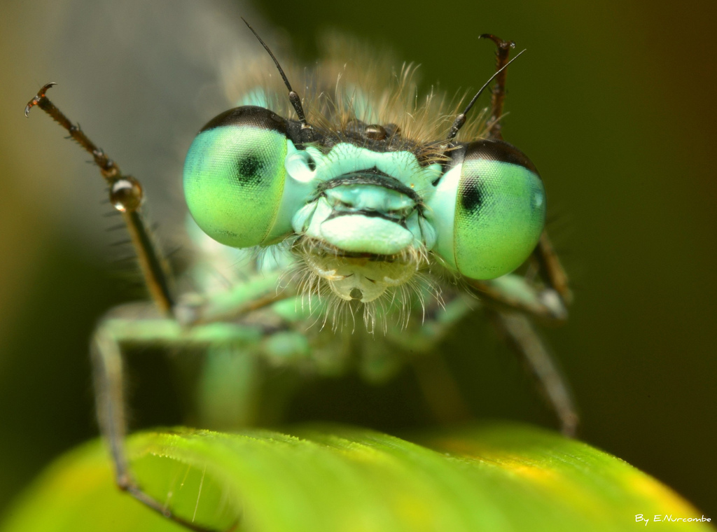 Supra Insect Multiverse by HTML5 UP